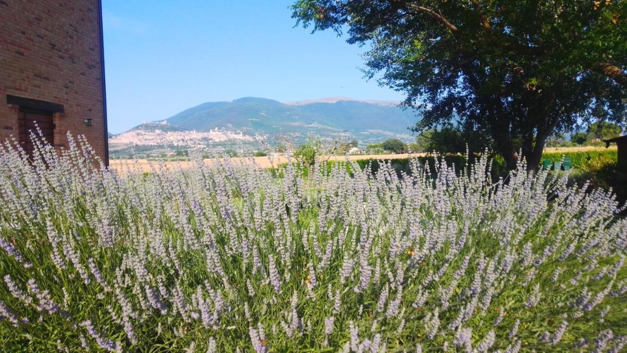 Assisium Agriturismo Экстерьер фото